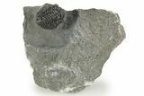 Curled Proetid (Gerastos) Trilobite Fossil - Morocco #377263-2